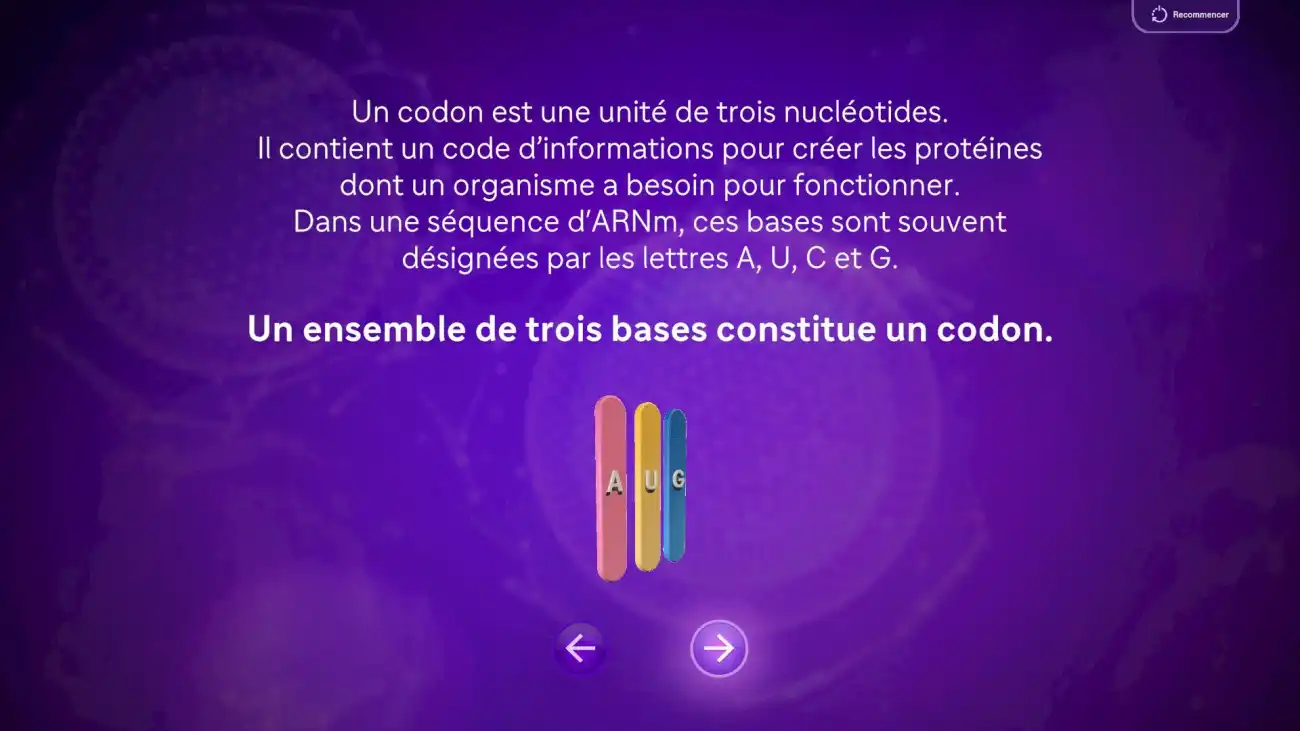 CodonBert 3